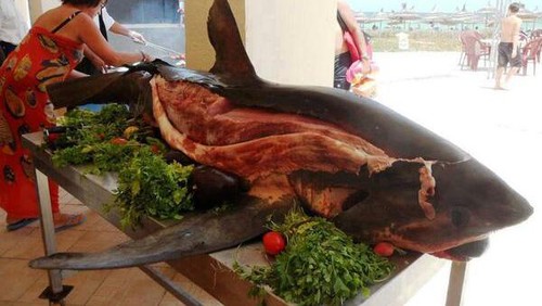 Hidangan Ikan Hiu Mancangeara