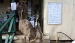 Duel Hotel Yaraka Vs Burung Emu yang Rakus