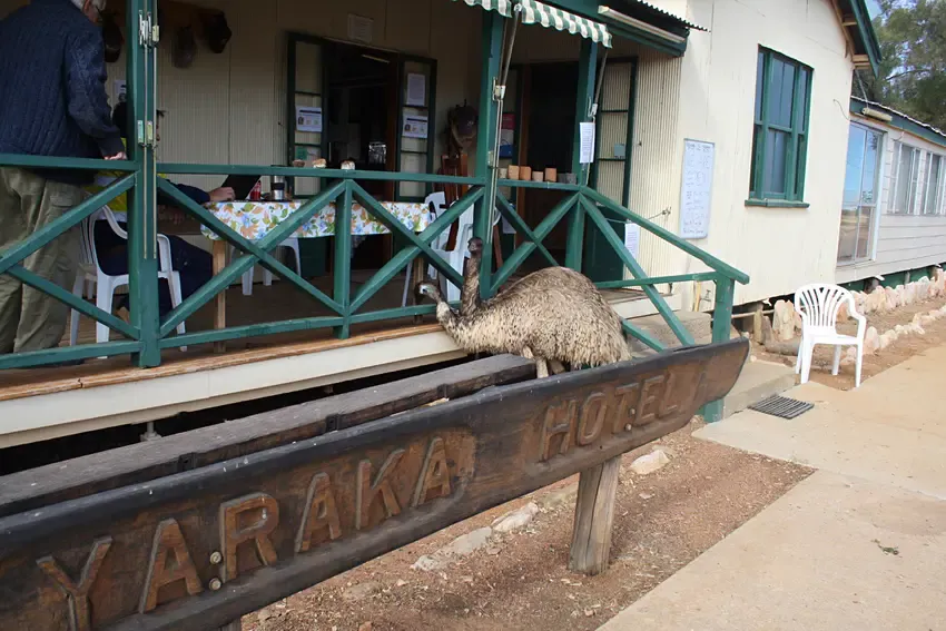 emu di  Yaraka Hotel