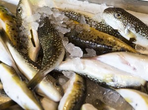 5 Hewan Ini Bisa Sebabkan Kematian Jika Dikonsumsi Manusia