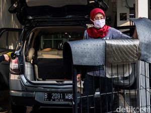 Karpet Mobil Bau? Ini 6 Solusi Mudah Menghilangkannya