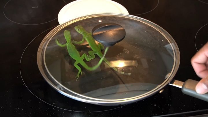 Masak Iguana Goreng Tepung