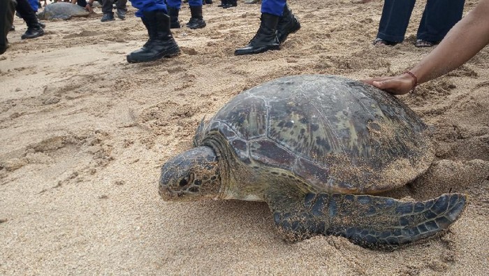 Penyu yang Dilepasliarkan di Pantai Kuta