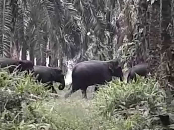 Petugas gabungan menggiring 14 ekor gajah untuk keluar dari permukiman penduduk di Desa Semunari, Pinggir, Bengkalis (Dok. BBKSDA Riau)