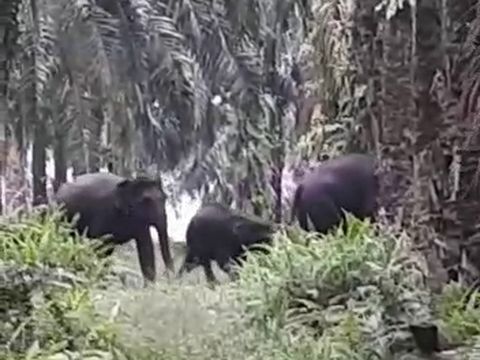 Petugas gabungan menggiring 14 ekor gajah untuk keluar dari permukiman penduduk di Desa Semunari, Pinggir, Bengkalis (Dok. BBKSDA Riau)