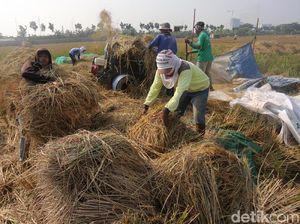 Petani Tak Perlu Bakar Jerami Sisa Panen, Bisa Dimanfaatkan Buat Ini Lho