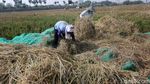 Potret Panen Padi di Ibu Kota