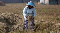Lahan sawah tersebut tersebar di beberapa wilayah, seperti Jakarta Barat 45 Ha (Kecamatan Kalideres dan Kembangan), Jakarta Utara 341 Ha (Kecamatan Cilincing), dan Jakarta Timur 28 Ha (Kecamatan Cakung).