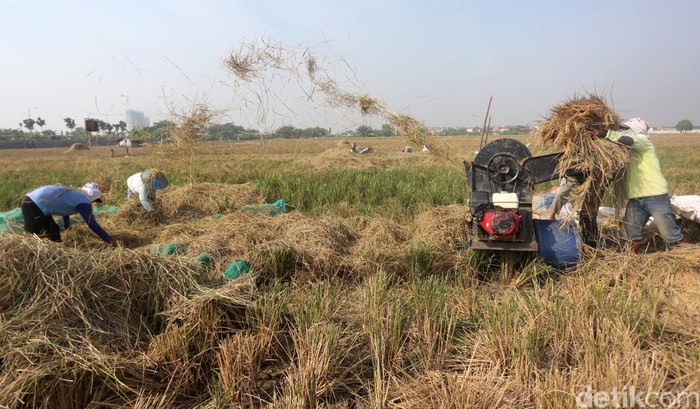 Jakarta sebagai pusat pemerintahan dan pusat bisnis ternyata masih menyimpan lahan pertanian. Seperti lahan padi di Rorotan yang tengah dipanen ini.