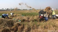 Untuk 28 Ha lahan di Kecamatan Cakung, 8 Ha di antaranya aset Pemprov DKI yang dikelola oleh UPT Pusat Pengembangan Benih dan Proteksi Tanaman Dinas KPKP DKI dan statusnya jadi Sawah Abadi.