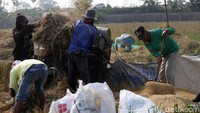 Kementerian pertanian sendiri saat ini sedang menggenjot produksi beras nasional.