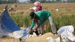 Potret Panen Padi di Ibu Kota