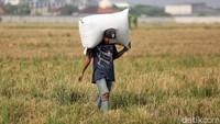 Seperti diketahui, beras merupakan makanan pokok bagi mayoritas orang Indonesia yang rata-rata mengkonsumsi 96,33 kilogram per tahun per kapita. Itu menjadikan Indonesia salah satu konsumen beras terbesar di dunia.