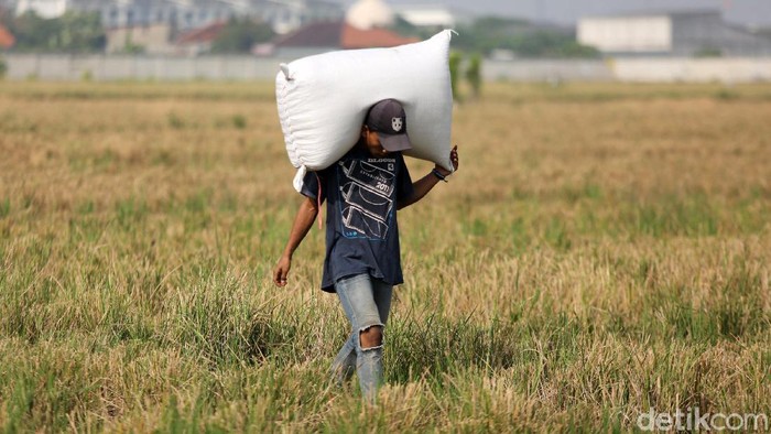Jakarta sebagai pusat pemerintahan dan pusat bisnis ternyata masih menyimpan lahan pertanian. Seperti lahan padi di Rorotan yang tengah dipanen ini.