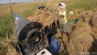 Para petani tengah menggiling padi menjadi gabah seusai panen di kawasan Rorotan, Jakarta, Rabu (5/8/2020).