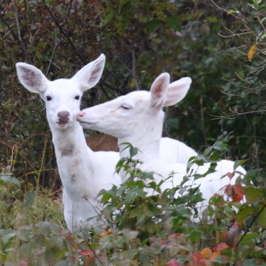 Rusa Putih