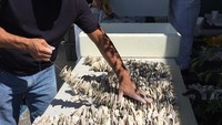 Puluhan pegawai bekerja tanpa henti untuk memilih seafood yang akan dikemas dan didistribusikan. Foto: Instagram @kingsseafood