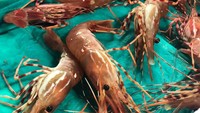 Mulai dari udang, salmon, kepiting, kerang, tuna, hingga cumi-cumi semuanya tersedia di sini. Foto: Instagram @kingsseafood