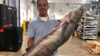 King Seafoods Company merupakan perusahaan yang mengelola restoran seafood di Amerika Serikat yang sudah berdiri sejak 1945. Di tahun 2008 mereka mengubah konsepnya dan fokus menjadi pemasok. Foto: Instagram @kingsseafood
