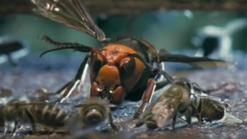 Tak pelak, otoritas di Amerika Serikat tak mau negaranya jadi sasaran Vespa mandarinia. Mereka bisa menjadi spesies permanen jika tidak segera diberantas, kata Allen Gibbs, pakar serangga di School of Life Sciences at the University of Nevada. Foto: YouTube