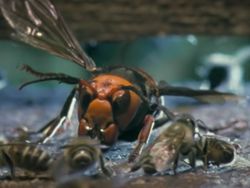 Penampakan Seram Tawon Pembunuh