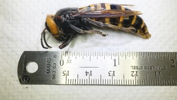 Tawon raksasa Asia ini cukup umum di beberapa bagian Asia. Tubuhnya besar, dengan karakteristik kepala oranye dan tubuh hitam orange, cetus Akito Y Kawahara, ilmuwan dari Florida Museum of Natural History. Foto: WSDA