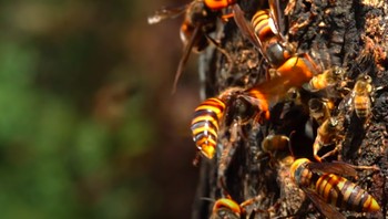 Penampakan tawon pembunuh saat menyerbu sarang lebah madu. Padahal, lebah madu sangat penting bagi lingkungan, misalnya untuk penyerbukan beberapa tanaman penting. Lebah madu di Eropa diketahui tidak punya pertahanan untuk melawan tawon semacam ini, walaupun lebah di Jepang telah mengembangkan sistem pertahanan dengan mengerubungi tawon pembunuh sampai mati. Foto: YouTube