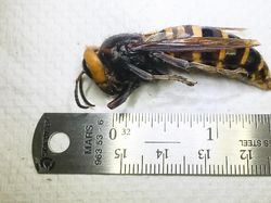 Penampakan Seram Tawon Pembunuh