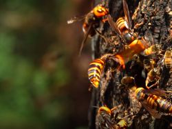 Penampakan Seram Tawon Pembunuh