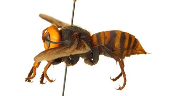 Pada tahun 2013, saat populasinya mendadak sangat banyak, Vespa mandarina membunuh 42 orang di Provinsi Shaanxi, China. Kebanyakan insiden serius semacam ini terjadi ketika orang mengganggu sarangnya, baik disengaja atau tidak. Foto: WSDA