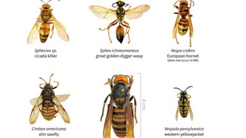 Kementerian pertanian Amerika Serikat memberikan panduan seperti apa wujud tawon raksasa Asia yang sering dijuluki tawon pembunuh, sehingga warga AS bisa melapor jika melihatnya. Vespa mandarinia ini merupakan spesies tawon terbesar di dunia, bisa tumbuh sampai sepanjang 5 cm. Foto: WSDA