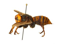 Penampakan Seram Tawon Pembunuh