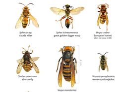 Penampakan Seram Tawon Pembunuh
