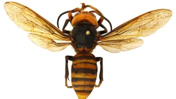 Dengan sengatannya yang beracun, tawon ini bisa menewaskan manusia, salah satu alasan kenapa ia dijuluki tawon pembunuh. Menurut National Geographic, di Jepang sekitar 30 sampai 50 orang meninggal dunia per tahun karena sengatannya. Foto: WSDA