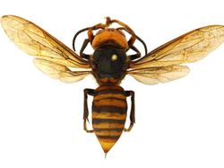 Penampakan Seram Tawon Pembunuh