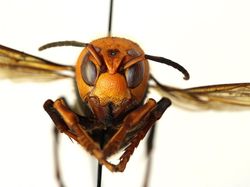 Penampakan Seram Tawon Pembunuh