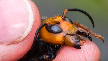 Vespa mandarini mangsa utamanya adalah beberapa jenis serangga, akan tetapi sepertinya mereka paling senang dengan lebah madu. Di situlah reputasi pembunuh mereka makin kuat. Pertama-tama, mereka mulai menyerang dengan menggigit kepala lebah madu memakai rahangnya yang kuat. Foto: WSDA