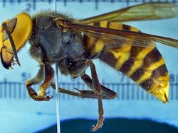 Penampakan Seram Tawon Pembunuh