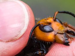 Penampakan Seram Tawon Pembunuh