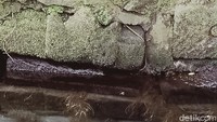 Ada juga blok batu yang digunakan untuk fondasi pintu masuk umbul dengan kondisi berlumut, tapi motif sulurnya terlihat jelas. Di bawah akar pohon trembesi sampai di dalam makam dusun juga ditemukan bebatuan bertakik. Bahkan di tepi jalan ada yang terbengkalai.