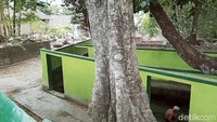 Di kompleks Umbul Gedong terdapat satu pohon trembesi besar, satu pohon sereh, dua beringin, dan dua pohon tak diketahui jenisnya. Juga terdapat jaringan air program Pamsimas.