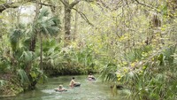 Nikmati mendayung di Apopka, Florida yang terkenal dengan suhu hangatnya. Berjalanlah menyusuri kanal sempit Bonsai Bend, dimana terdapat cabang-cabang pohon ek berumur ratusan tahun tercelup ke dalam air. (iStock)