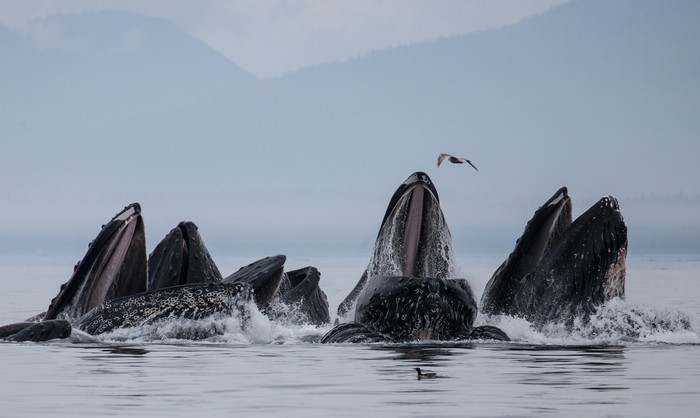 6 kayak terepik di dunia