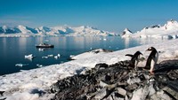 Di Pulau Cuverville, Antartika kamu akan temui koloni penguin. Kamu kayak sembari melihat para penguin nongkrong di batu-batu, seluncuran di gunung es, berenang dan menyelam di laut, bahkan mereka berenang di bawah kayak kita. (iStock)