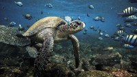 Mendayung menikmati kehidupan laut bisa juga nih di area Taman Nasional Galapagos, Ekuador. Nikmati matahari dan kura-kura laut yang berenang di bawah laut, iguana laut yang duduk di atas bebatuan dan boobies kaki biru terbang di atas kepala kamu. (iStock)
