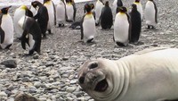Anjing laut ini sepertinya sadar sedang ada kamera mengarah kepadanya. (Bored Panda)