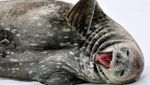 Ketika Anjing Laut Dijepret Saat Tertawa