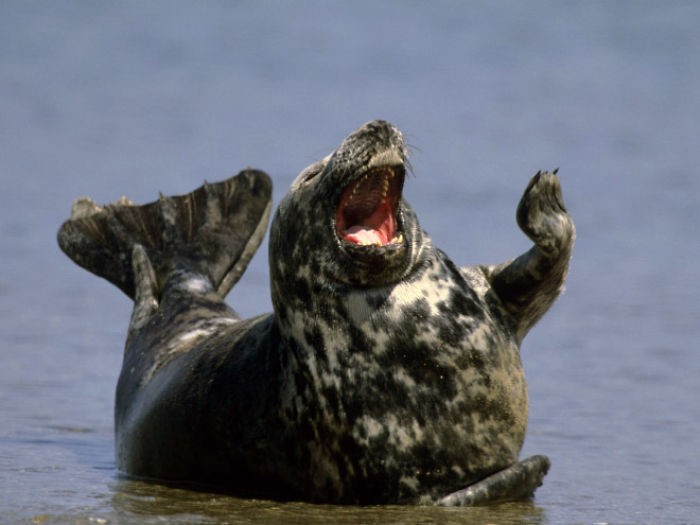 anjing laut lucu anjing laut lucu