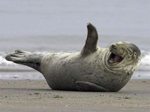 Wow! Pantai ini Rela Tutup 7 Minggu demi Bayi Anjing Laut