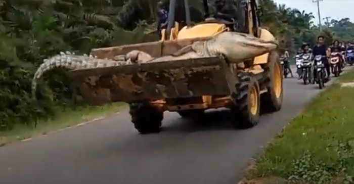 Buaya berukuran besar diarak menggunakan bulldozer.